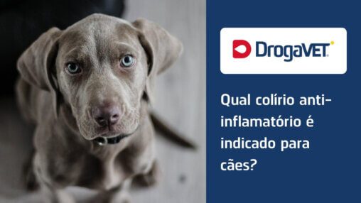 Qual colírio anti-inflamatório é indicado para cães?