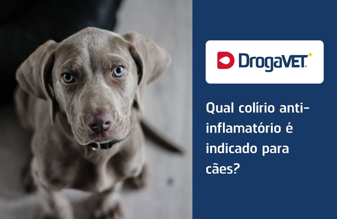 Qual colírio anti-inflamatório é indicado para cães?