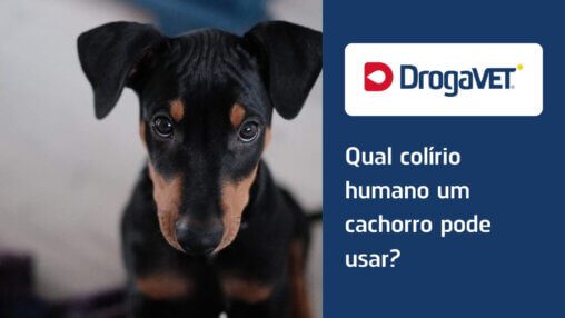 Qual colírio humano um cachorro pode usar?