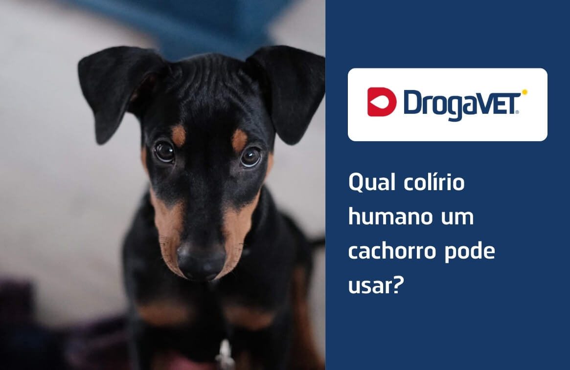 Qual colírio humano um cachorro pode usar?