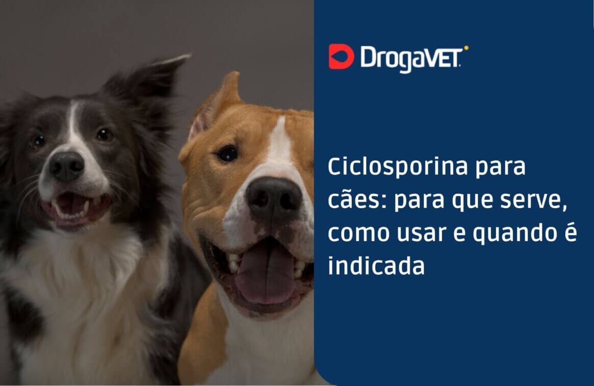 Ciclosporina para cães para que serve, como usar e quando é indicada