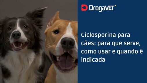 Ciclosporina para cães para que serve, como usar e quando é indicada