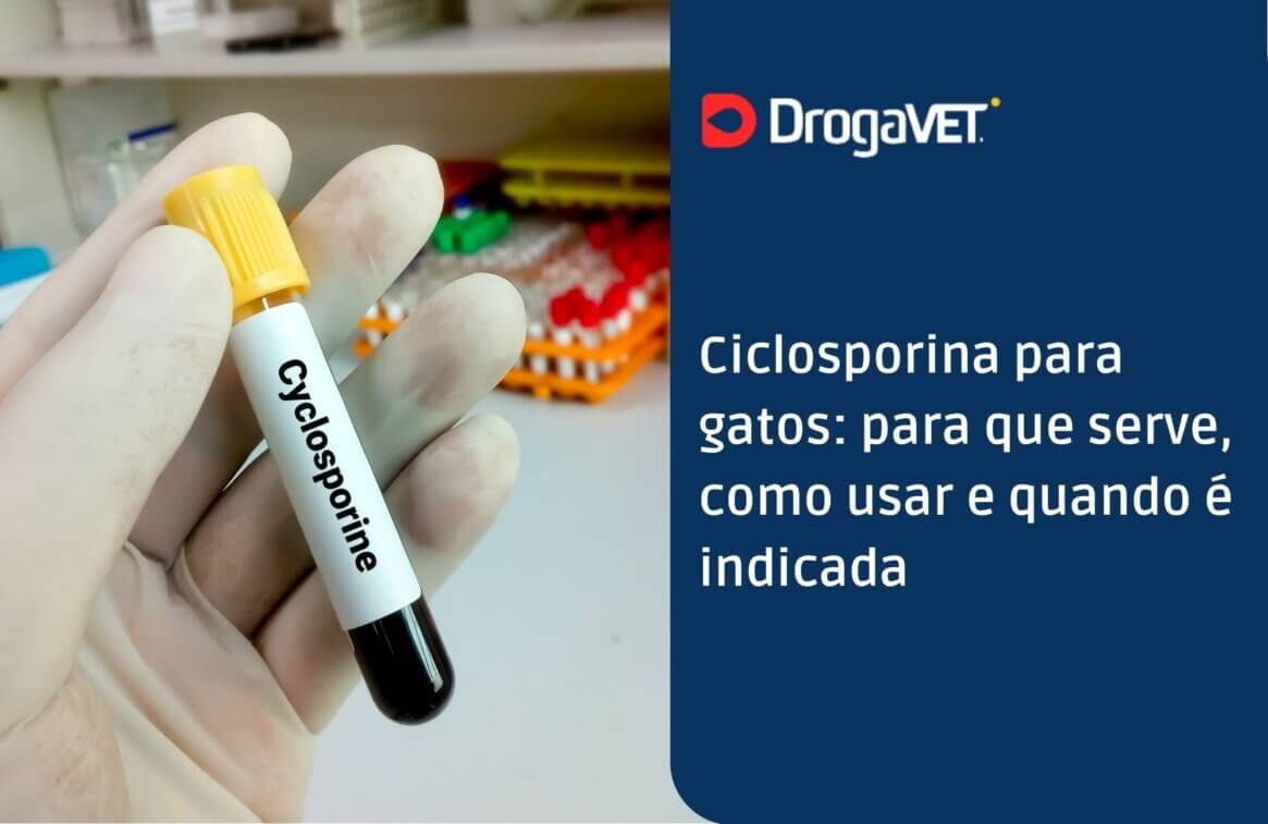 Ciclosporina para gatos para que serve, como usar e quando é indicada