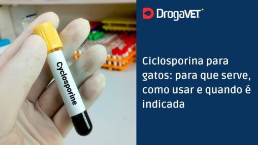 Ciclosporina para gatos para que serve, como usar e quando é indicada