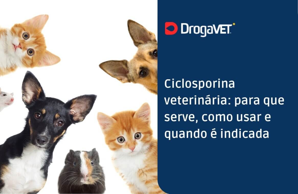 Ciclosporina veterinária para que serve, como usar e quando é indicada