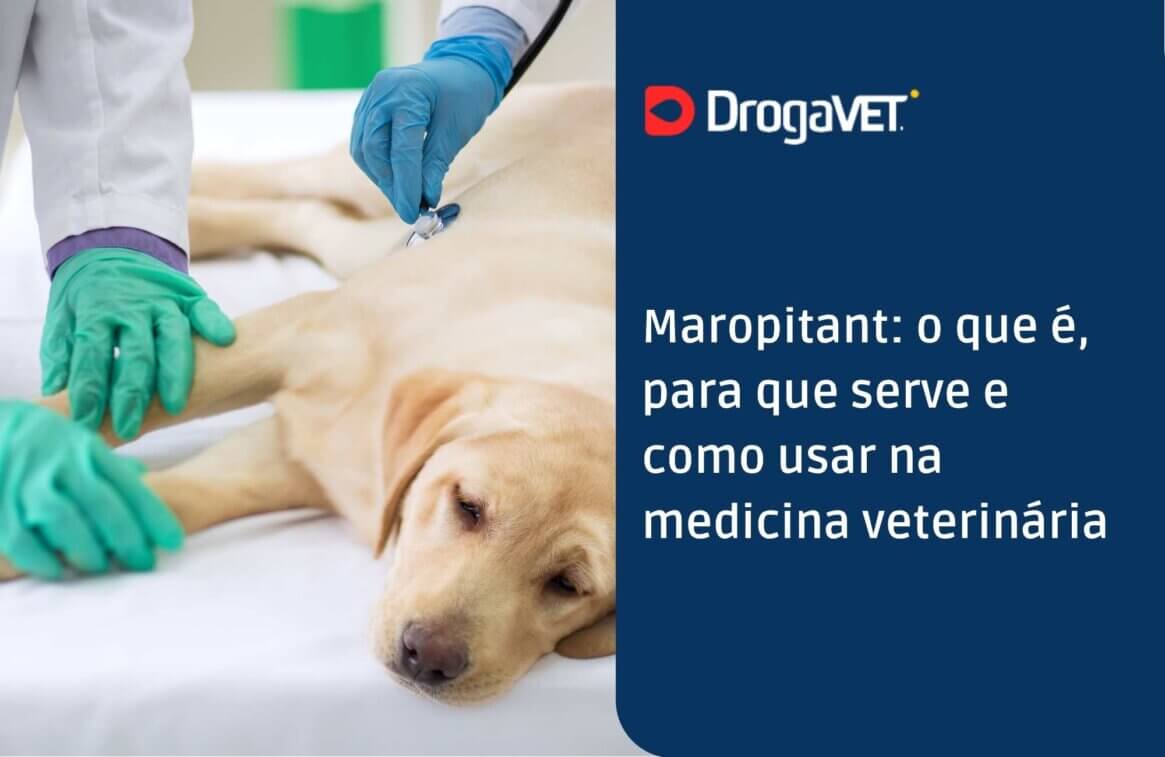 Maropitant o que é, para que serve e como usar na medicina veterinária