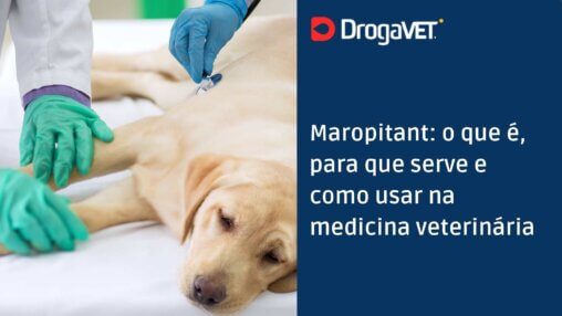 Maropitant o que é, para que serve e como usar na medicina veterinária