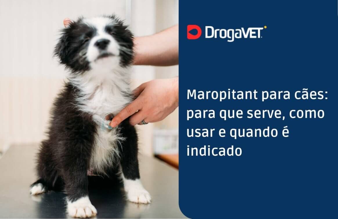 Maropitant para cães para que serve, como usar e quando é indicado