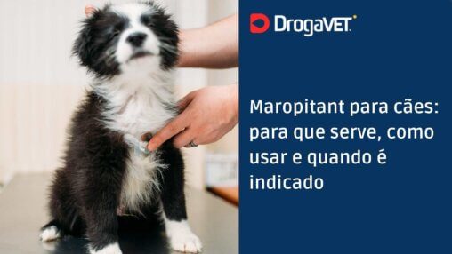 Maropitant para cães para que serve, como usar e quando é indicado
