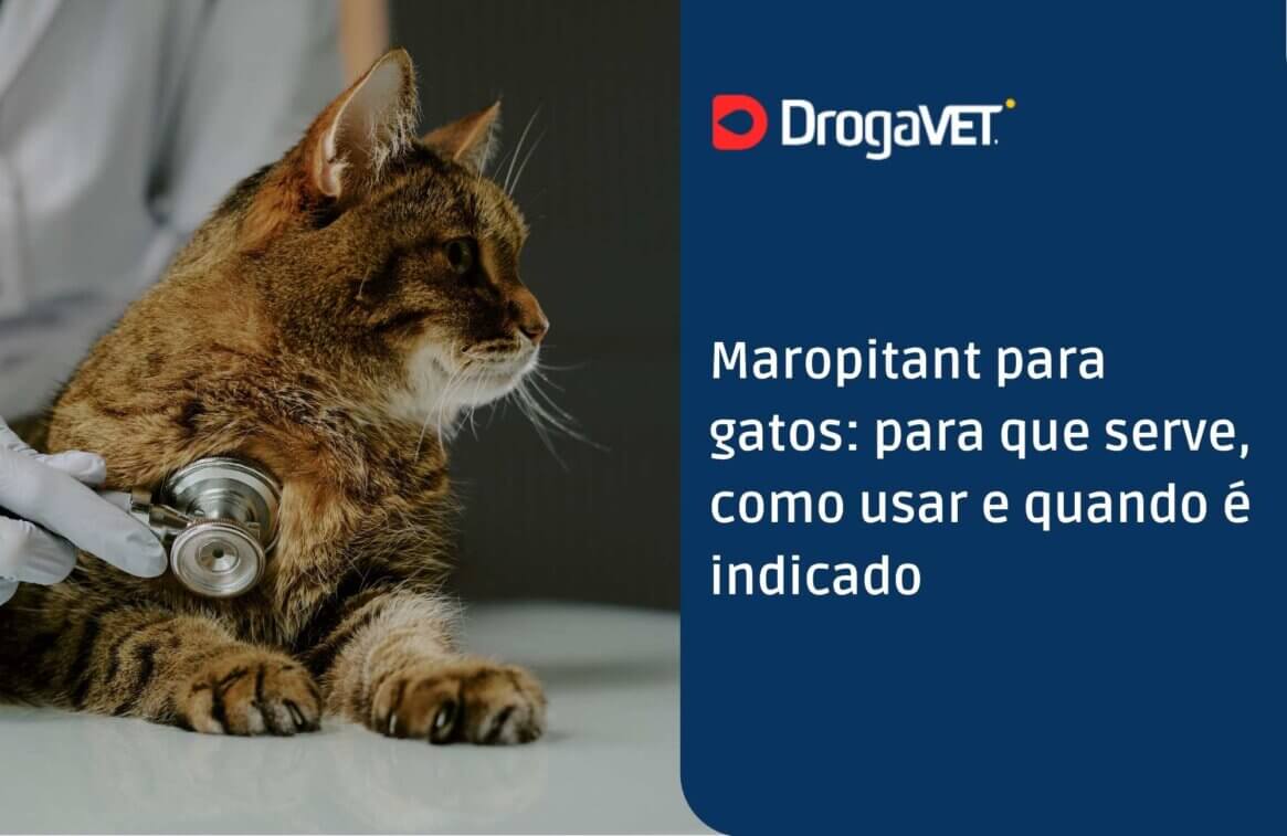 Maropitant para gatos para que serve, como usar e quando é indicado