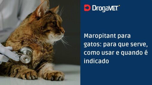 Maropitant para gatos para que serve, como usar e quando é indicado