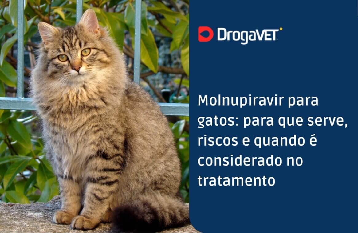 Molnupiravir para gatos para que serve, riscos e quando é considerado no tratamento