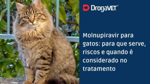 Molnupiravir para gatos para que serve, riscos e quando é considerado no tratamento