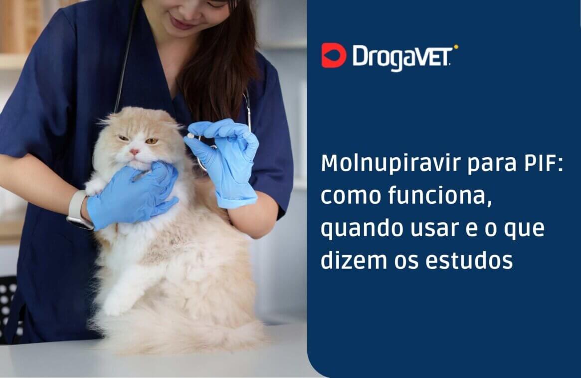 Molnupiravir para PIF como funciona, quando usar e o que dizem os estudos