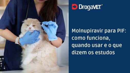 Molnupiravir para PIF como funciona, quando usar e o que dizem os estudos