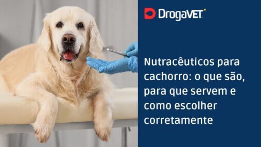Nutracêuticos para cachorro o que são, para que servem e como escolher corretamente