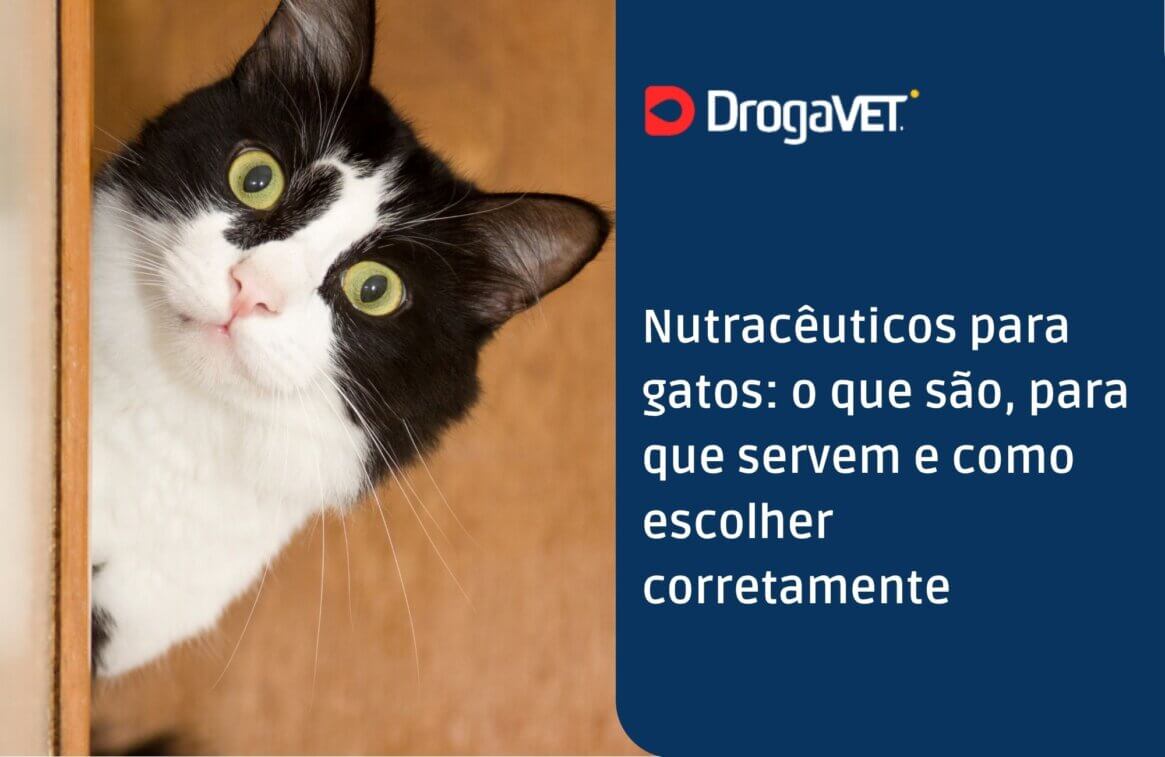 Nutracêuticos para gatos o que são, para que servem e como escolher corretament