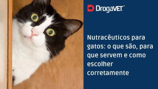 Nutracêuticos para gatos o que são, para que servem e como escolher corretament