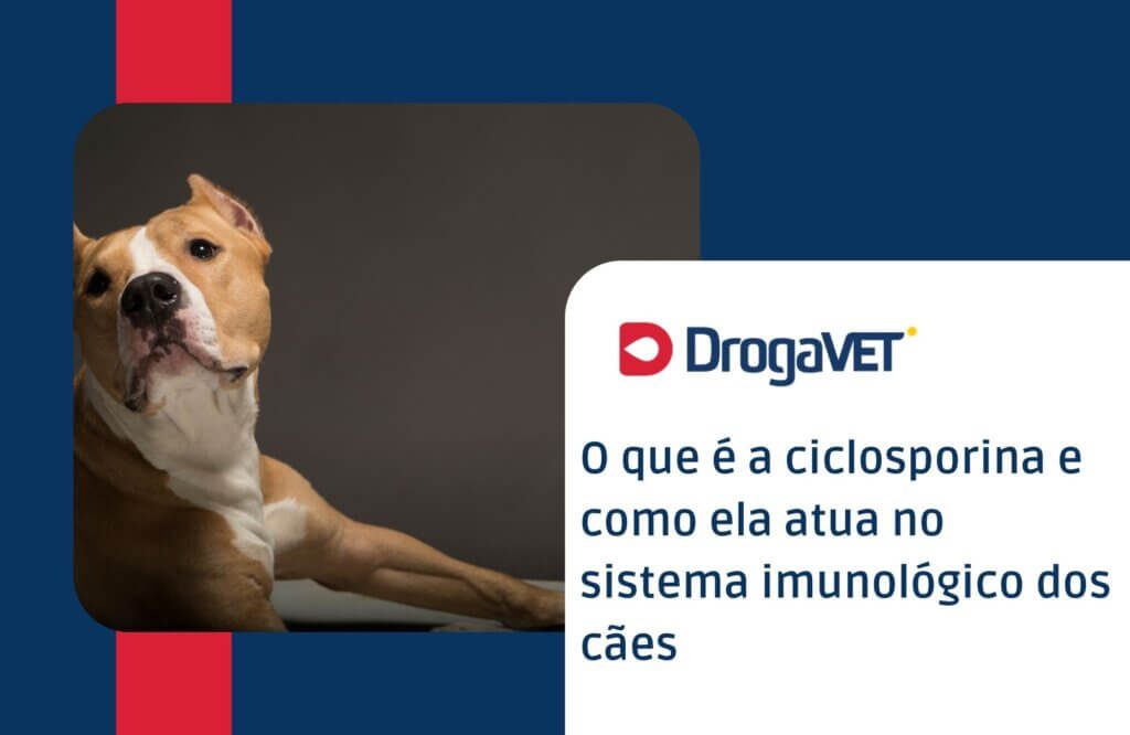 O que é a ciclosporina e como ela atua no sistema imunológico dos cães