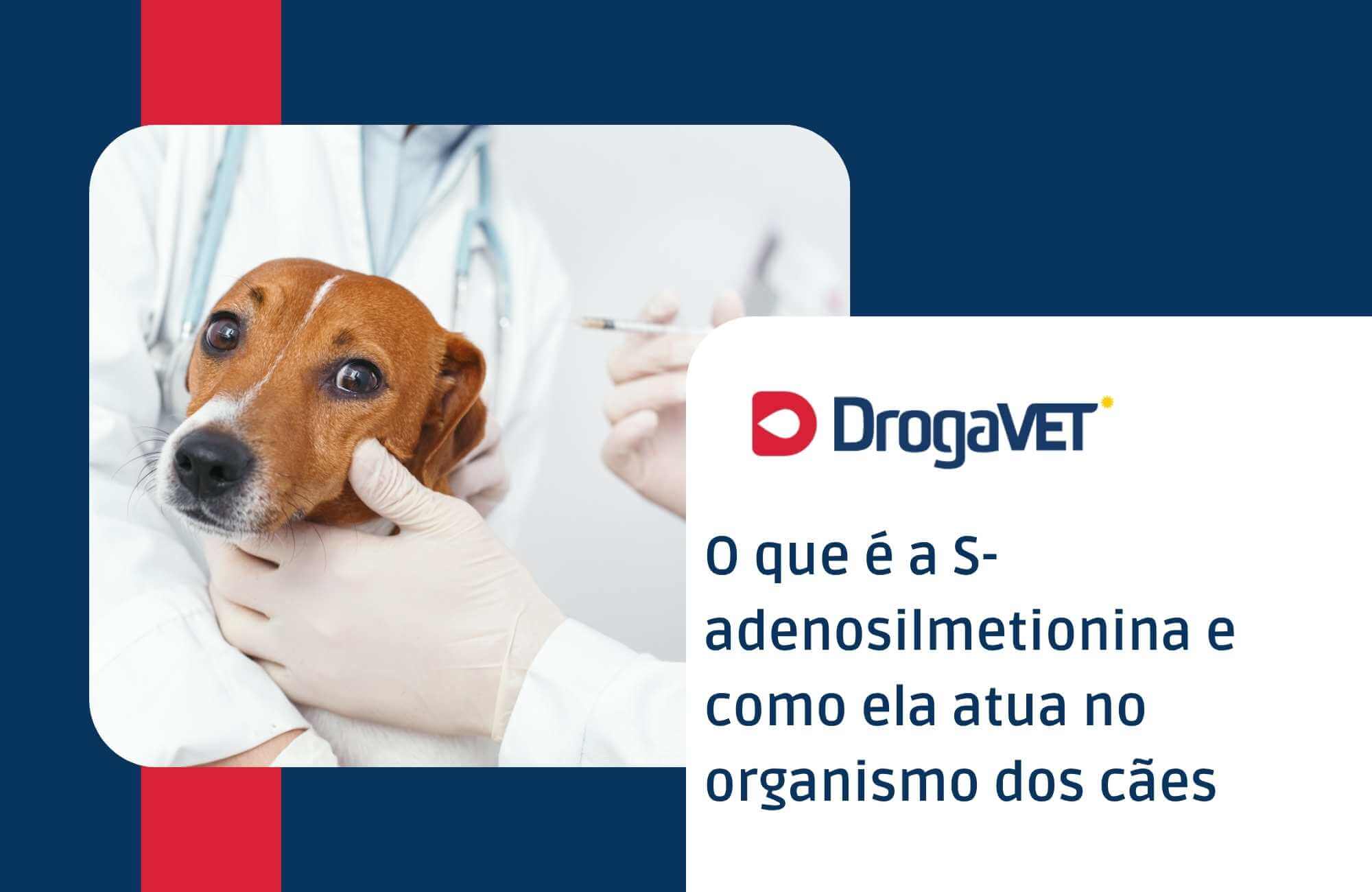 O que é a S-adenosilmetionina e como ela atua no organismo dos cães O que é a S-adenosilmetionina e como ela atua no organismo dos cães