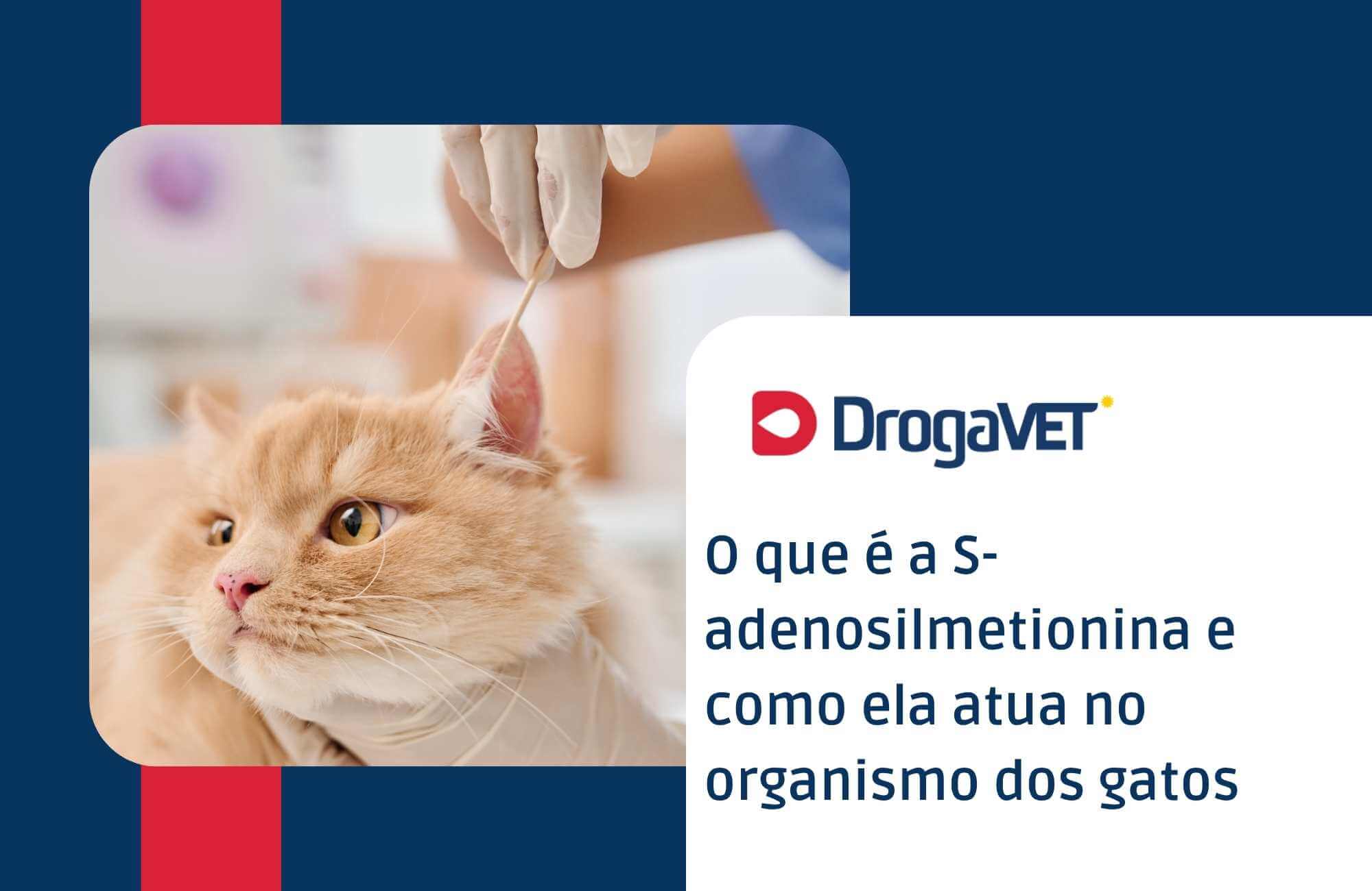O que é a S-adenosilmetionina e como ela atua no organismo dos gatos