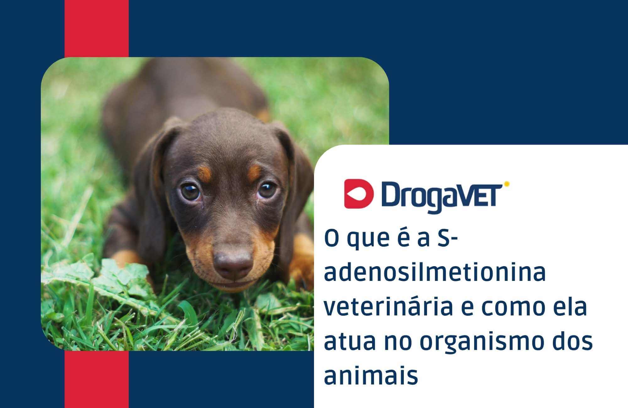O que é a S-adenosilmetionina veterinária e como ela atua no organismo dos animais