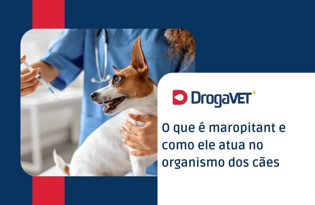 O que é maropitant e como ele atua no organismo dos cães