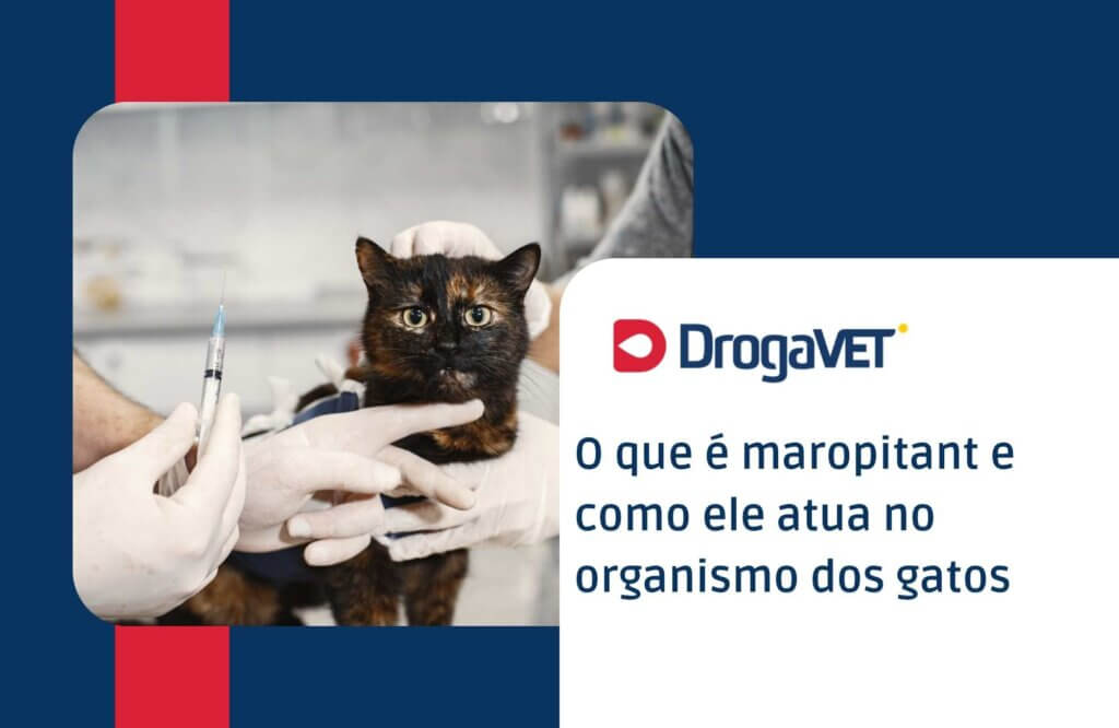Maropitant para gatos: para que serve, como usar e quando é indicado O que é maropitant e como ele atua no organismo dos gatos
