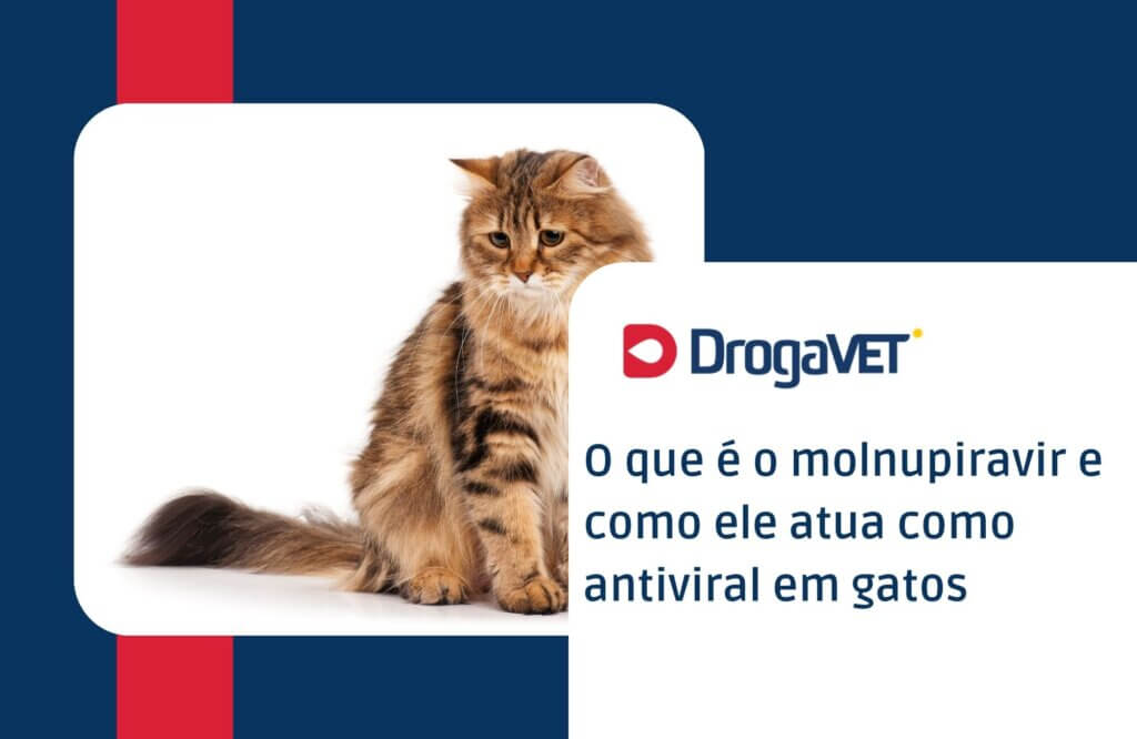 O que é o molnupiravir e como ele atua como antiviral em gatos
