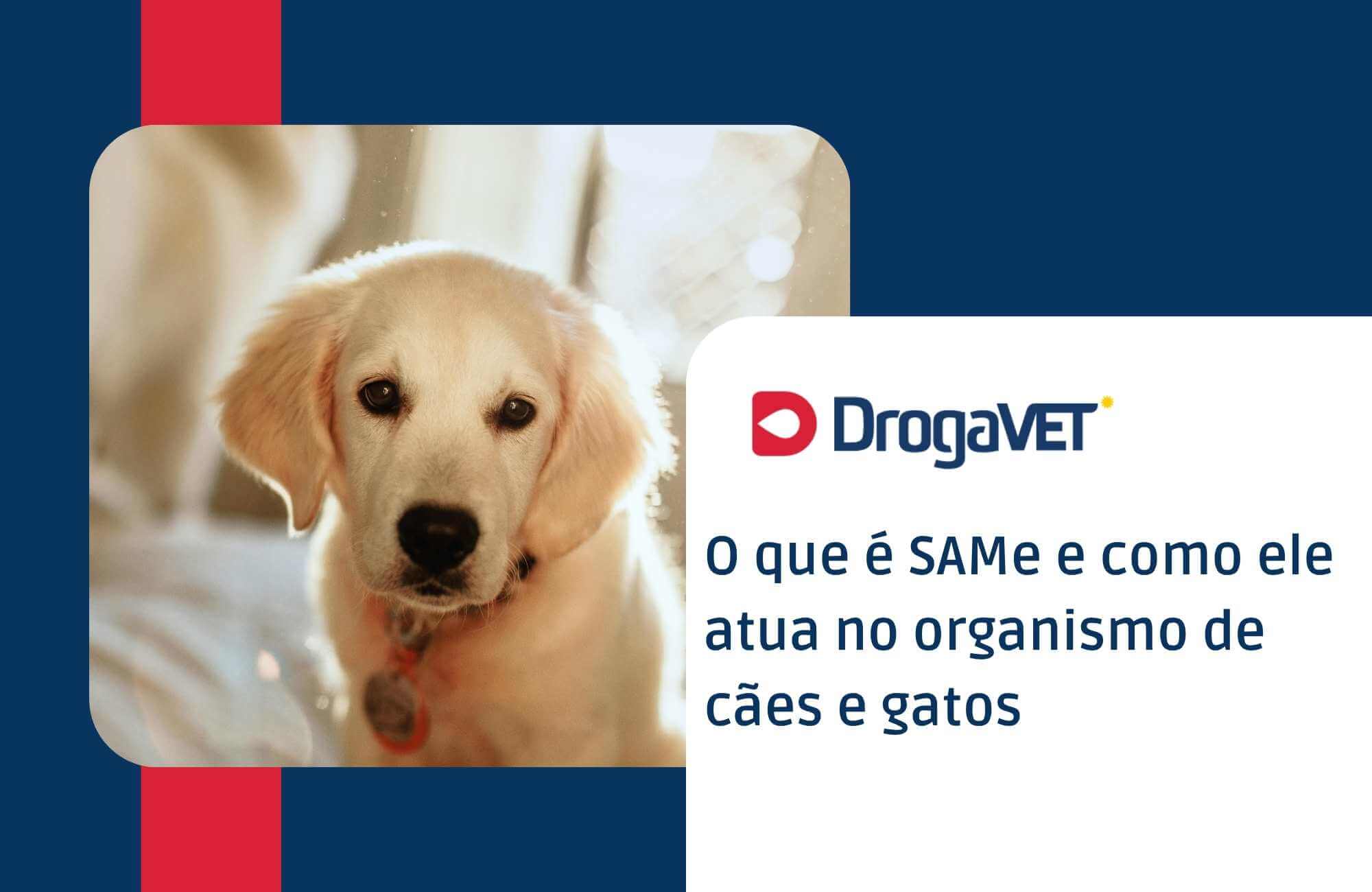 O que é SAMe e como ele atua no organismo de cães e gatos 