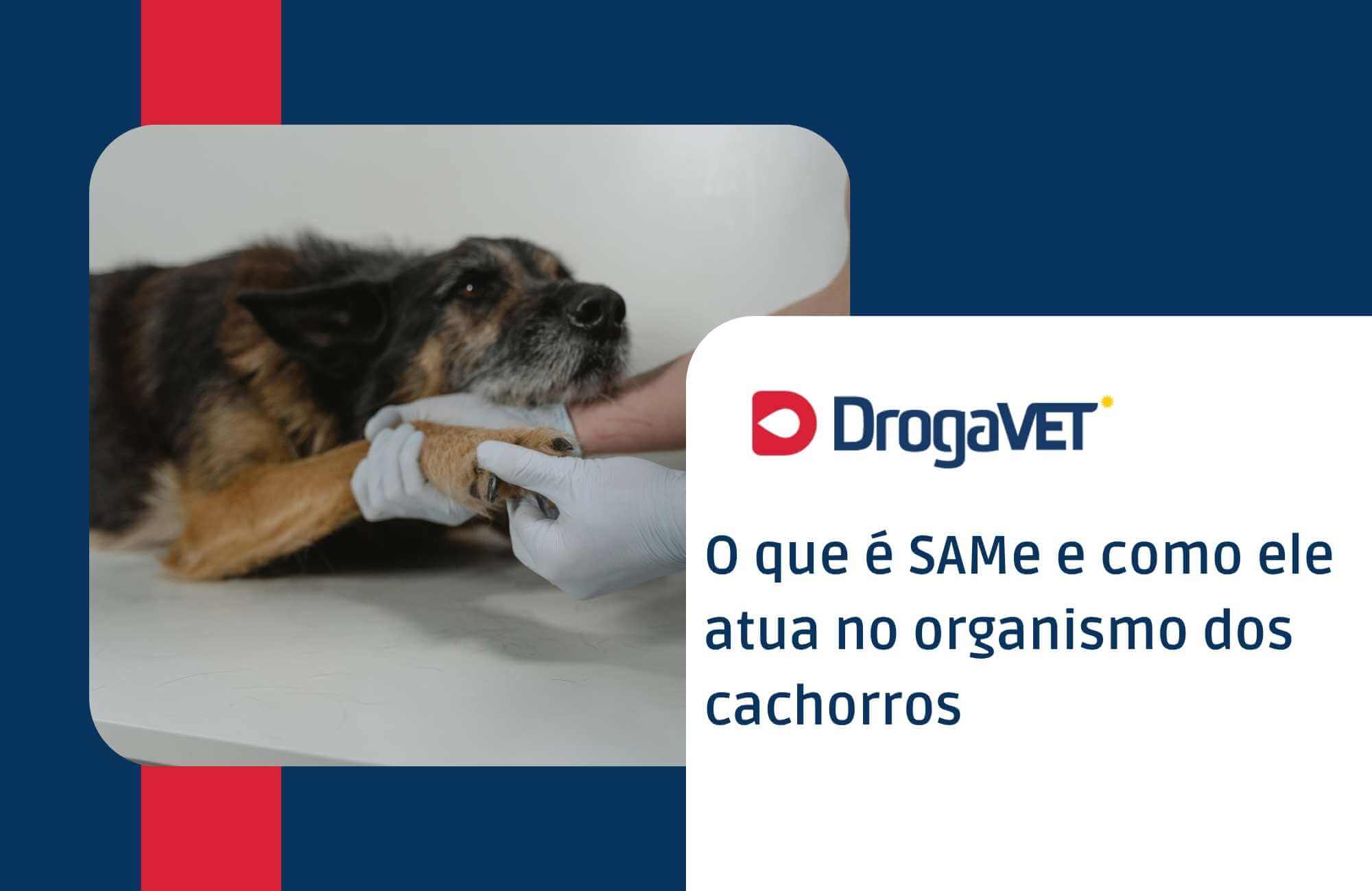 O que é SAMe e como ele atua no organismo dos cachorros