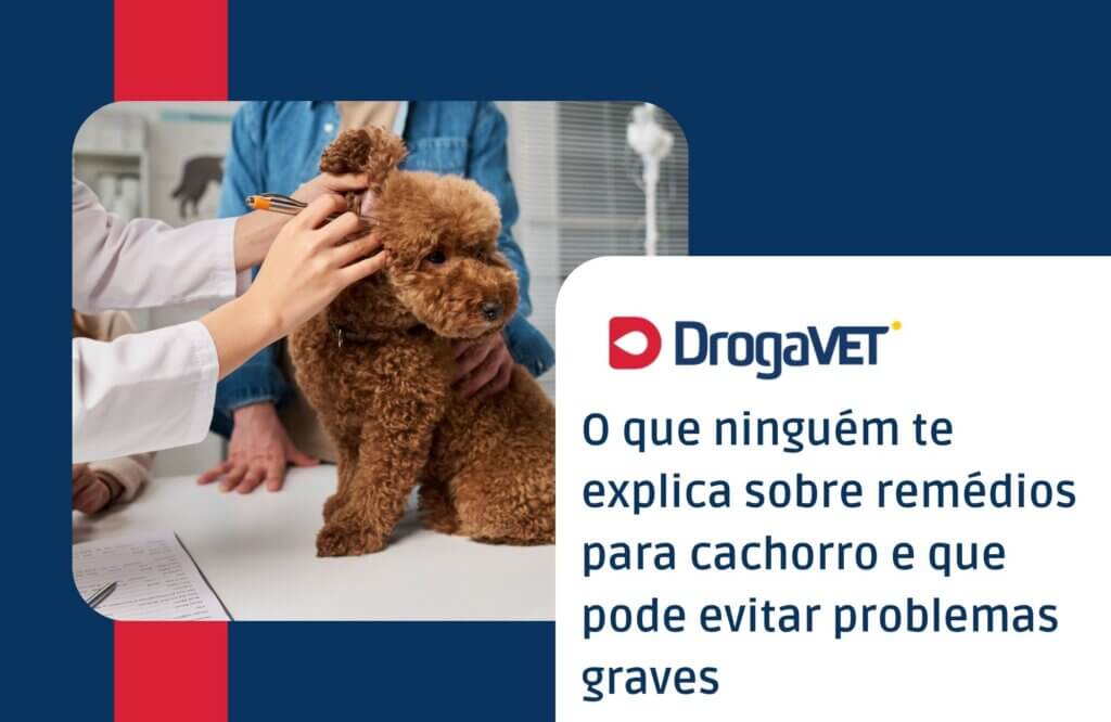O que ninguém te explica sobre remédios para cachorro e que pode evitar problemas graves
