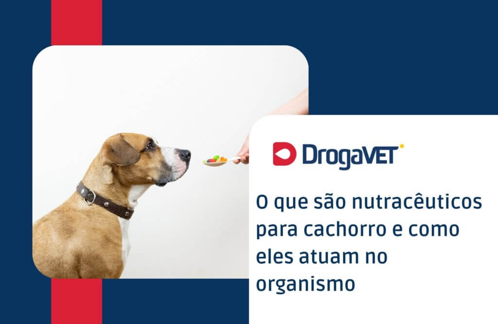 O que são nutracêuticos para cachorro e como eles atuam no organismo