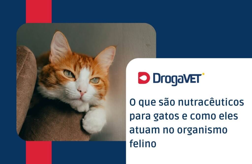 O que são nutracêuticos para gatos e como eles atuam no organismo felino