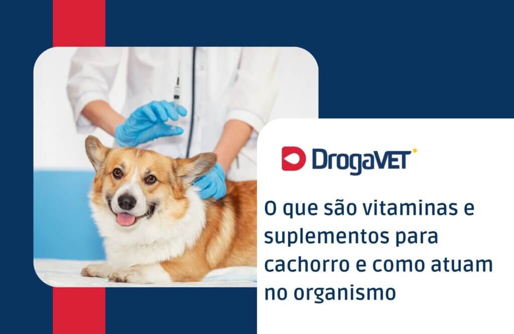 O que são vitaminas e suplementos para cachorro e como atuam no organismo