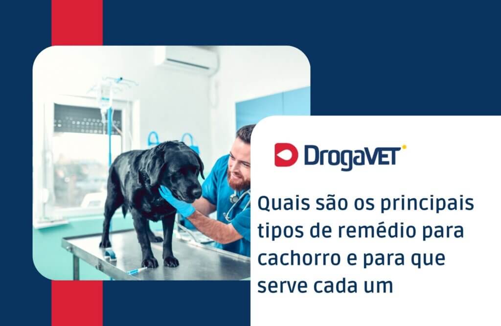 Remédio para cachorro: quais usar, quando são indicados e como escolher com segurança