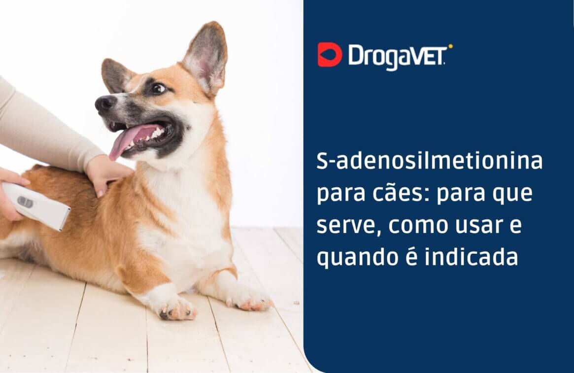 S-adenosilmetionina para cães para que serve, como usar e quando é indicada
