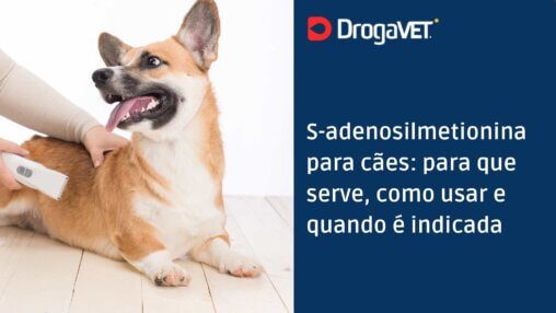 S-adenosilmetionina para cães para que serve, como usar e quando é indicada