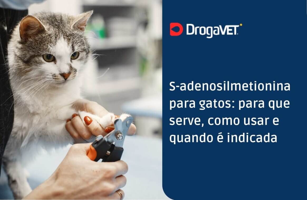 S-adenosilmetionina para gatos para que serve, como usar e quando é indicada