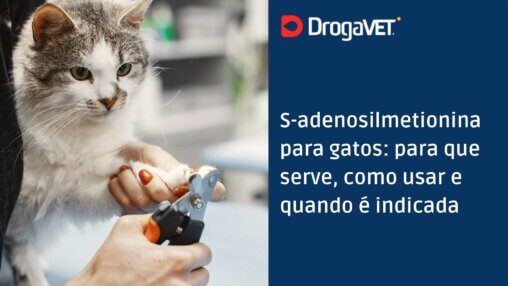 S-adenosilmetionina para gatos para que serve, como usar e quando é indicada