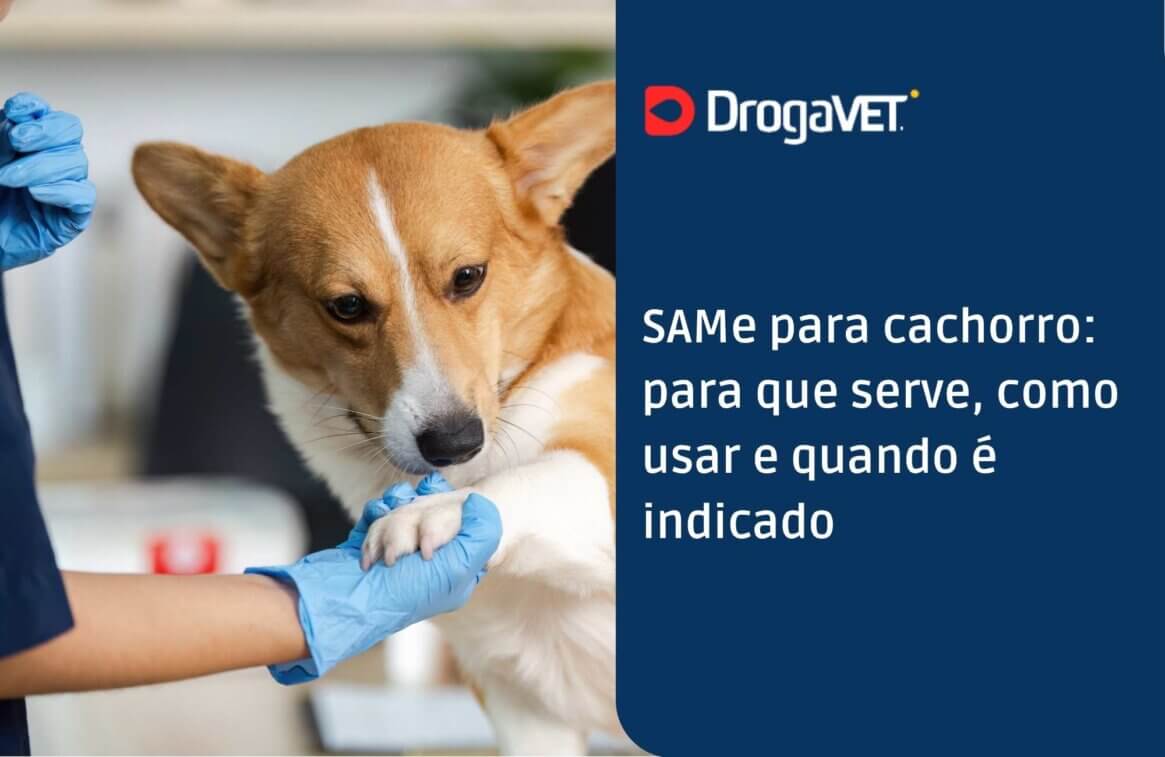 SAMe para cachorro para que serve, como usar e quando é indicado