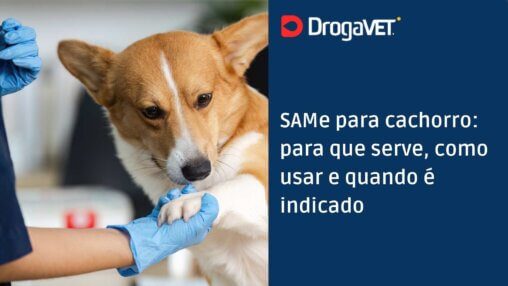SAMe para cachorro para que serve, como usar e quando é indicado