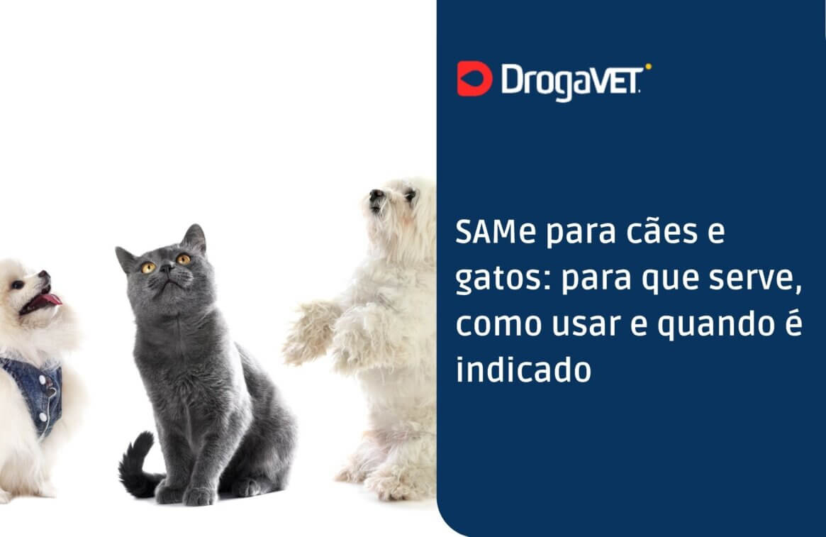 SAMe para cães e gatos para que serve, como usar e quando é indicado