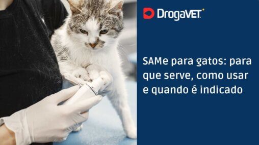 SAMe para gatos para que serve, como usar e quando é indicado