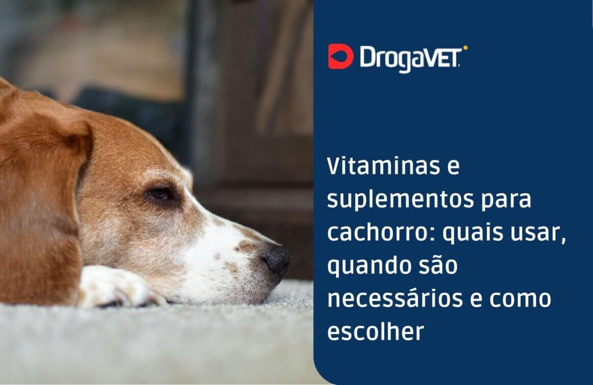 Vitaminas e suplementos para cachorro quais usar, quando são necessários e como escolher