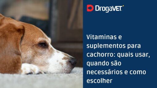 Vitaminas e suplementos para cachorro quais usar, quando são necessários e como escolher