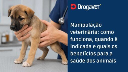 Manipulação veterinária como funciona, quando é indicada e quais os benefícios para a saúde dos animais