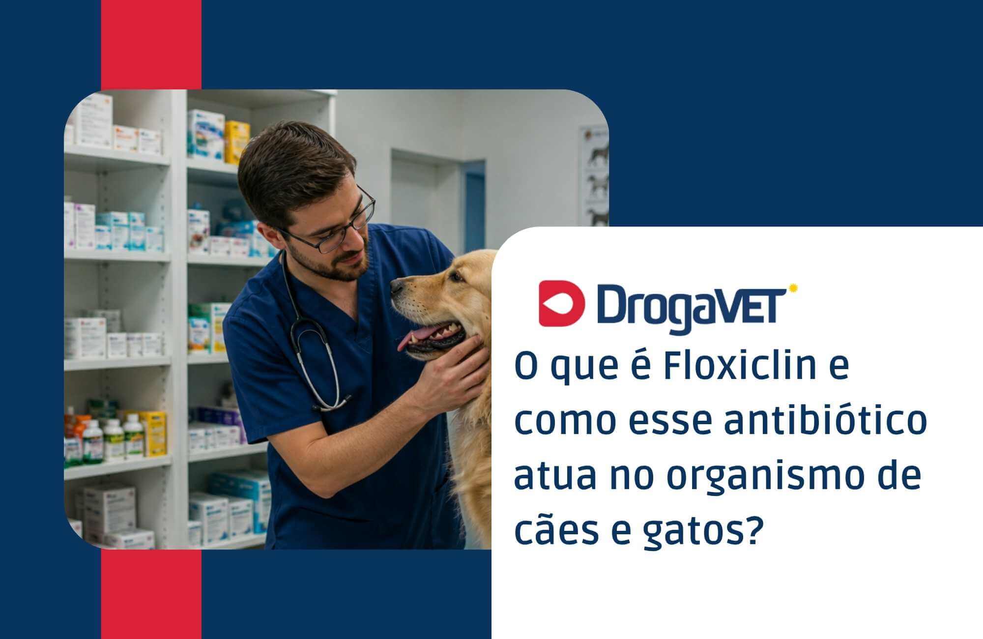O que é Floxiclin e como esse antibiótico atua no organismo de cães e gatos O que é Floxiclin e como esse antibiótico atua no organismo de cães e gatos