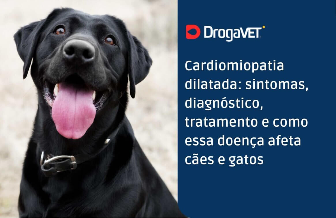 Cardiomiopatia dilatada sintomas, diagnóstico, tratamento e como essa doença afeta cães e gatos