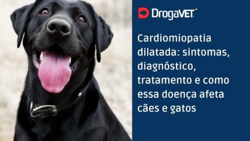 Cardiomiopatia dilatada sintomas, diagnóstico, tratamento e como essa doença afeta cães e gatos